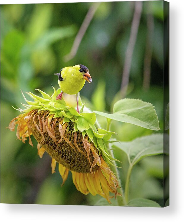Bird Acrylic Print featuring the photograph Bird on a Sunflower 2 by Deborah Penland