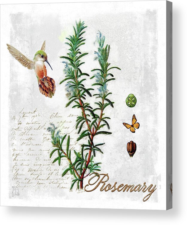 Botanical Garden Rosemary Herb Acrylic Print featuring the digital art Botanical Garden Rosemary Herb by Tina Lavoie