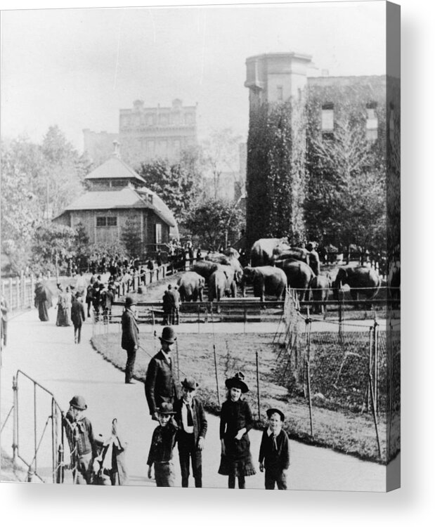 Child Acrylic Print featuring the photograph Children In Central Park Zoo by Hulton Archive