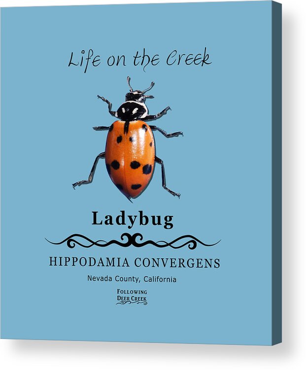 Bug Acrylic Print featuring the digital art Convergens Ladybug by Lisa Redfern