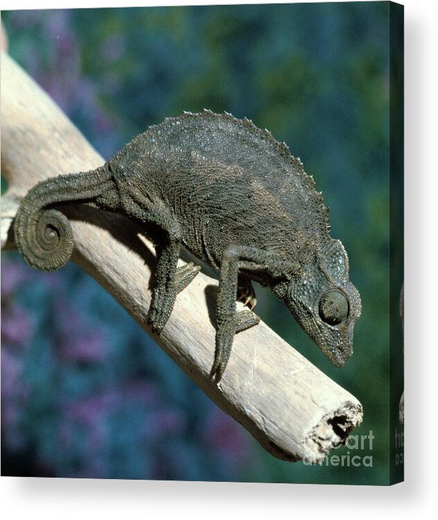 Vertical Acrylic Print featuring the photograph Crested Chameleon by Bettmann