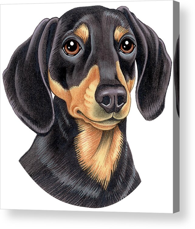 Dachshund Black And Tan Acrylic Print featuring the mixed media Dachshund Black And Tan by Tomoyo Pitcher