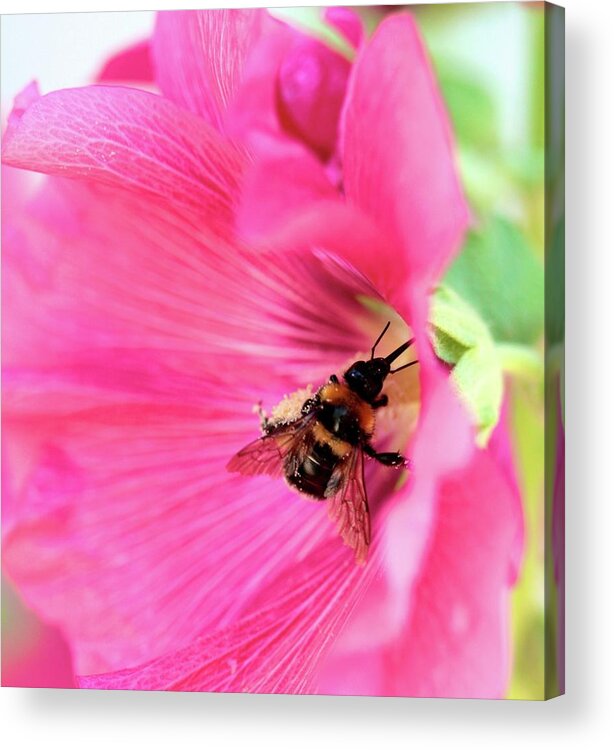 Bumblebee Acrylic Print featuring the photograph Dirty Pollen Bumblebee Inside An by Les Hirondelles Photography