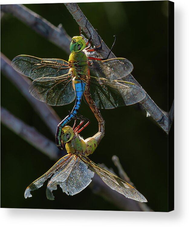 Dragonfly Acrylic Print featuring the photograph Dragonfly Mating Wheel by Rick Mosher