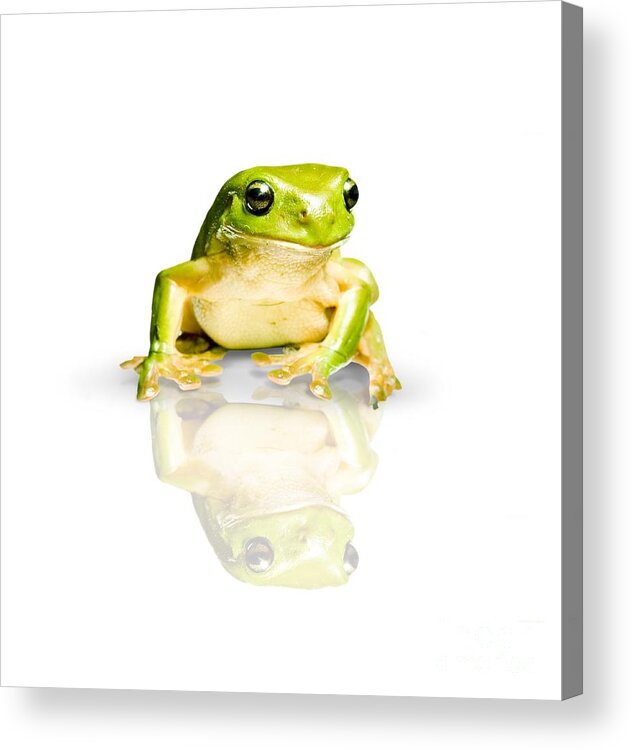 Frog Acrylic Print featuring the photograph Green Tree Frog by Jorgo Photography