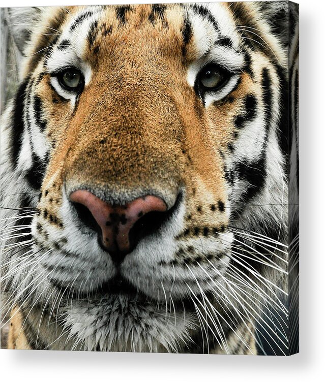 Tiger Acrylic Print featuring the photograph In Your Face Tiger by Ginger Stein