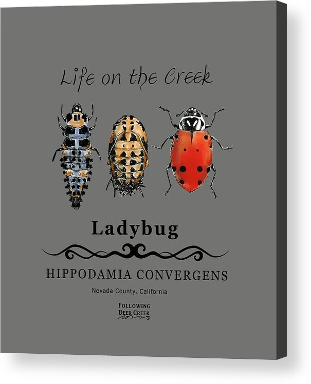 Ladybug Acrylic Print featuring the digital art Ladybug Life Cycle by Lisa Redfern