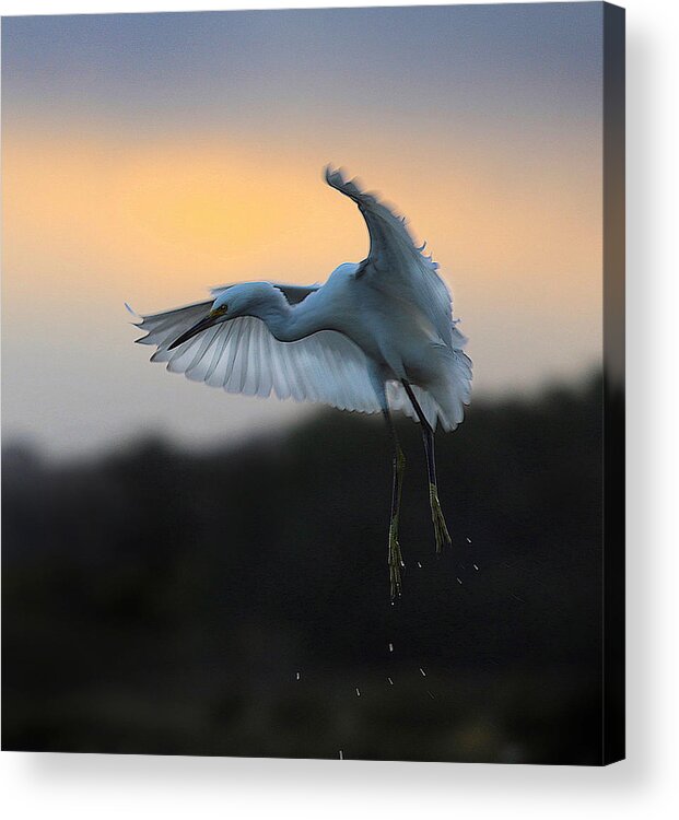 Egret Acrylic Print featuring the photograph Lift Off. by Robin Wechsler
