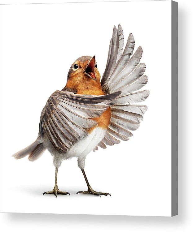 Feather Acrylic Print featuring the photograph Opera Bird 1 by Holloway