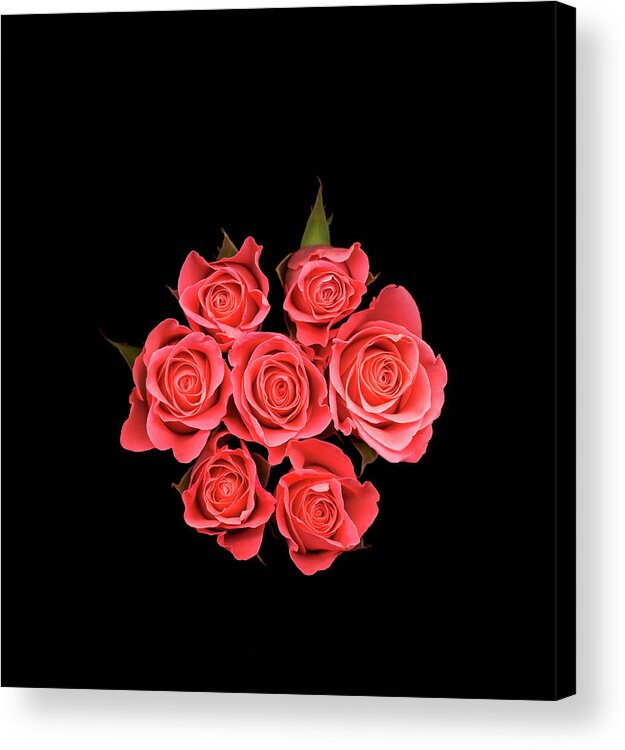 Rose Colored Acrylic Print featuring the photograph Pink Roses Against Black Background by Mike Hill