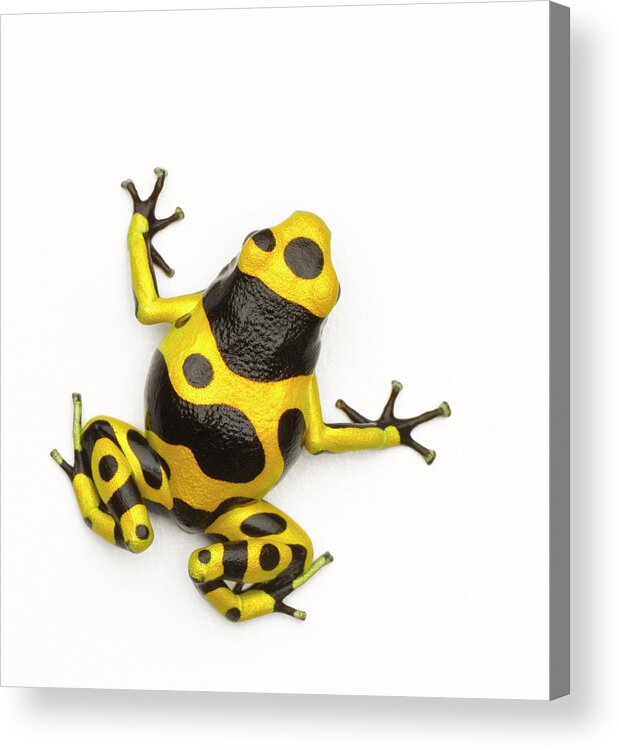 White Background Acrylic Print featuring the photograph Poison Dart Frog by Don Farrall