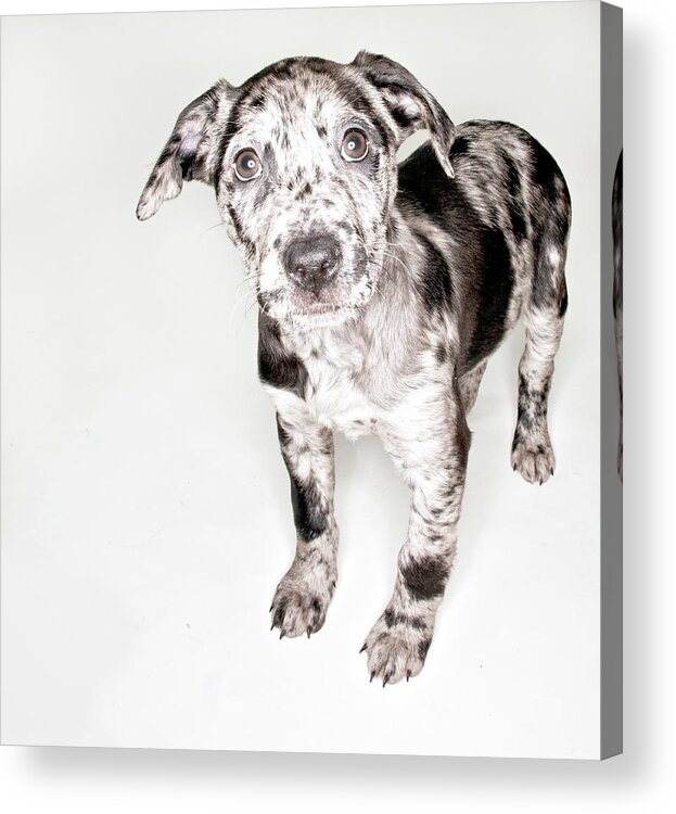 Pets Acrylic Print featuring the photograph Spotted Puppy by Chad Latta