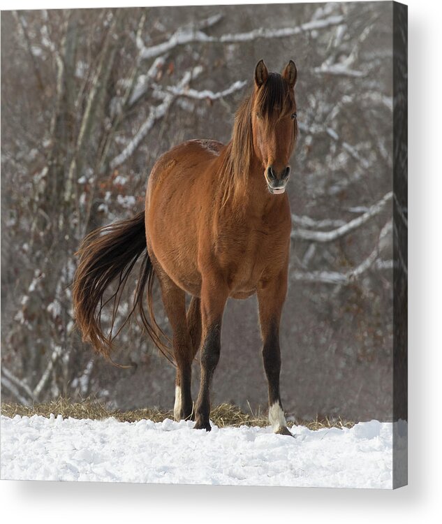 Andalusian Acrylic Print featuring the photograph The Watcher by Art Cole