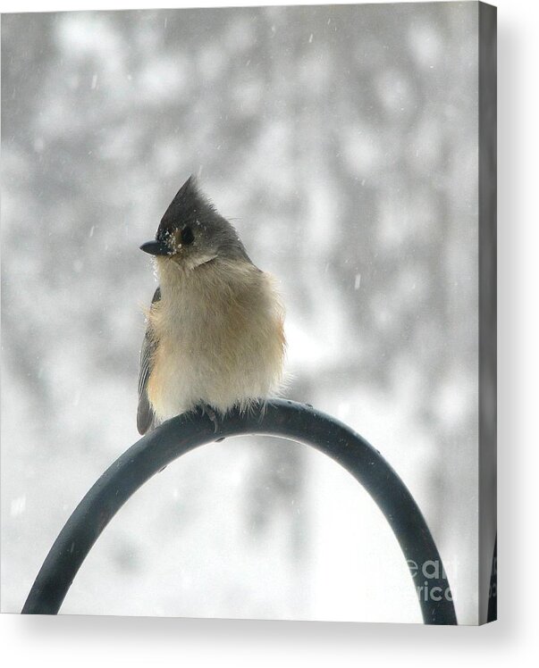 Tufted Titmouse In The Snow By Rose Santuci-sofranko Acrylic Print featuring the photograph Tufted Titmouse in the Snow by Rose SantuciSofranko by Rose Santuci-Sofranko