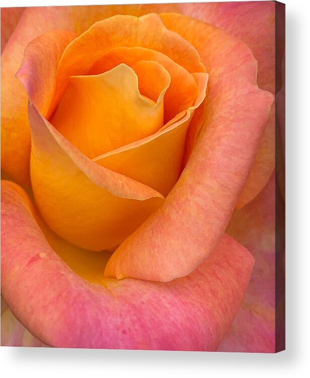 Rose Acrylic Print featuring the photograph Vertical Rose by Anamar Pictures