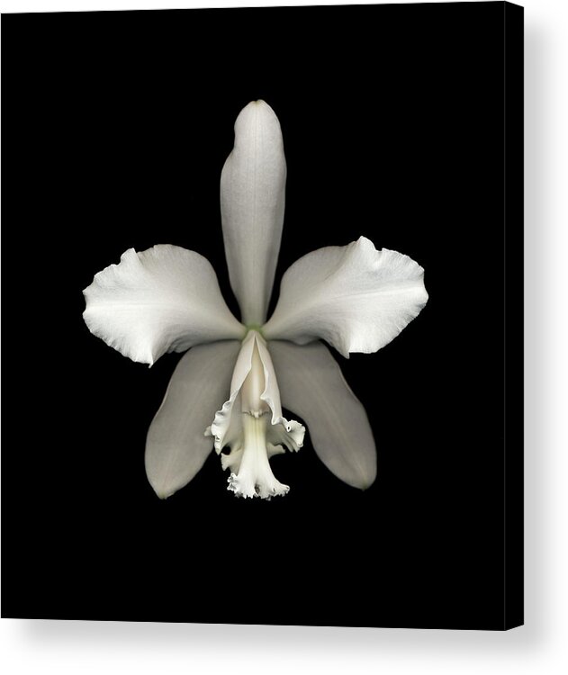 Black Background Acrylic Print featuring the photograph White Cattleya Orchid Cattleya Sp by Mike Hill