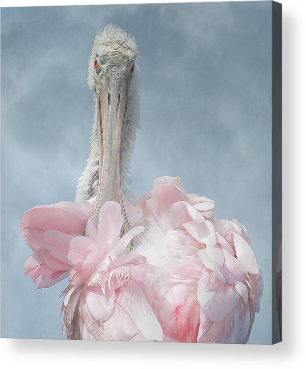 Pink Acrylic Print featuring the photograph A Roseate Spoonbill #1 by Sylvia Goldkranz