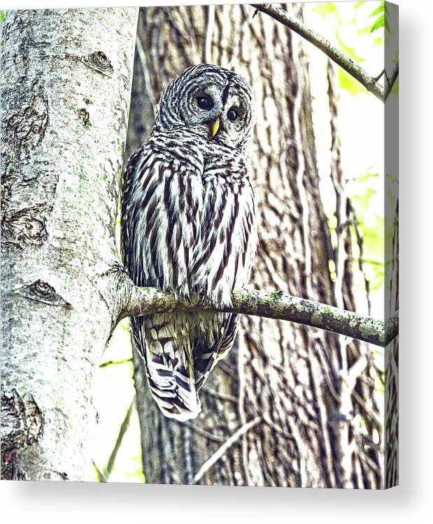 Barred Owl Acrylic Print featuring the photograph Barred Owl #1 by Rob Mclean
