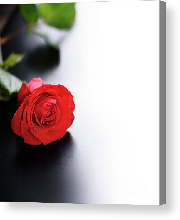 Roses Acrylic Print featuring the photograph Red Rose on black and white background by Jelena Jovanovic