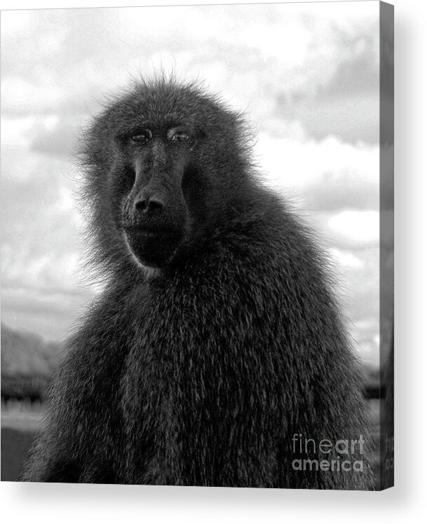 Baboon Acrylic Print featuring the photograph Selfie Portrait Baboon by Doc Braham