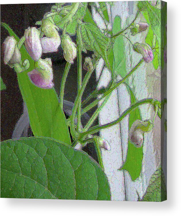 Flower Acrylic Print featuring the photograph Bean Plant with Pink Flowers by Corinne Carroll