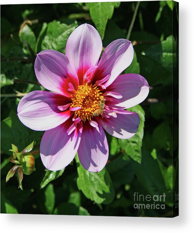 Bee Visits Flower By Norma Appleton Acrylic Print featuring the photograph Bee Visits Flower by Norma Appleton