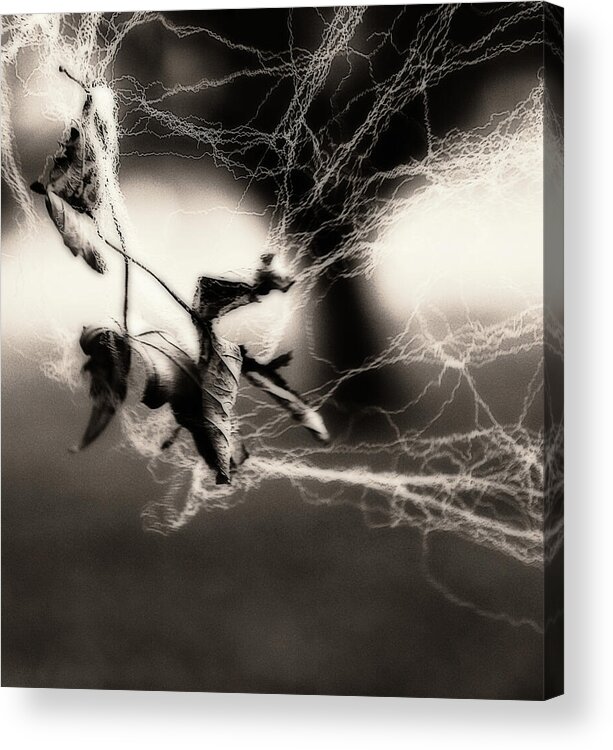 Leaf Acrylic Print featuring the photograph By A Thread by Simone Hester