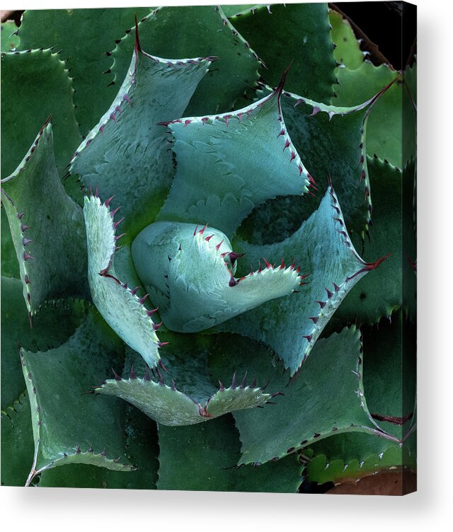 Cactus Acrylic Print featuring the photograph Cactus Rhythms by Margaret Zabor