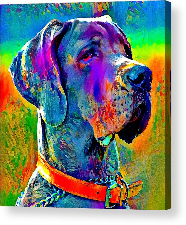 Great Dane Acrylic Print featuring the digital art Colorful Great Dane portrait - digital painting by Nicko Prints
