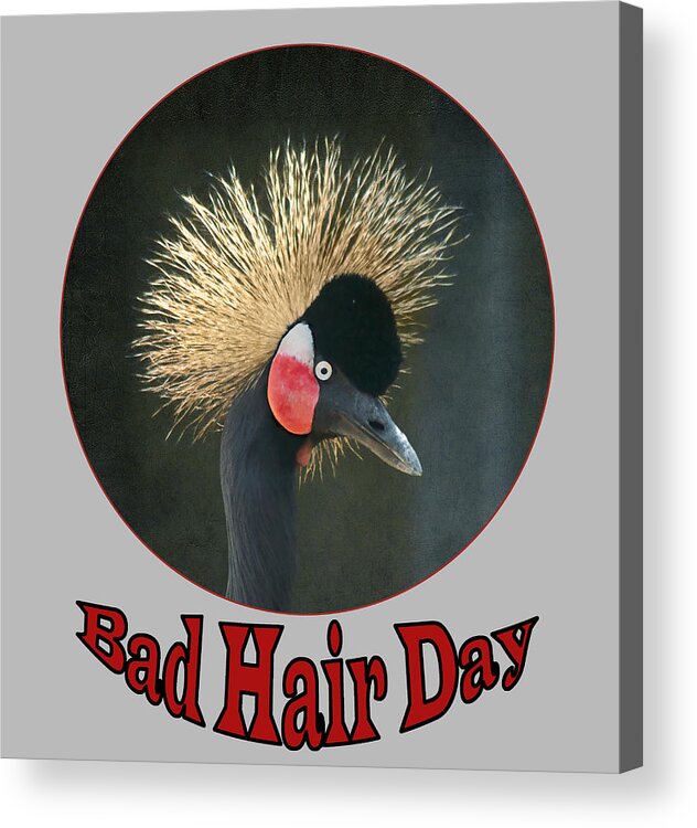 Cranes Acrylic Print featuring the photograph Crowned Crane - Bad Hair Day - Transparent by Nikolyn McDonald
