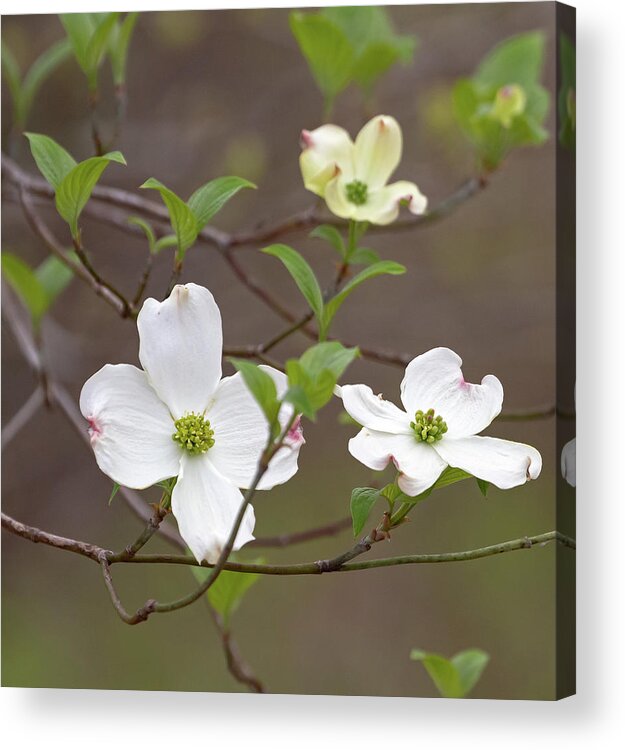Dogwood Acrylic Print featuring the photograph Dogwood In Spring #3 by Mindy Musick King