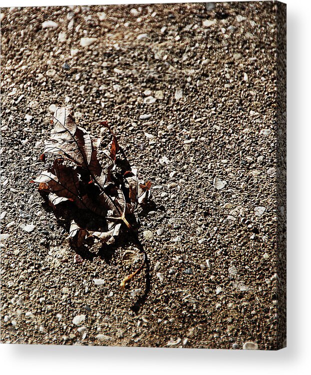 Leaf Acrylic Print featuring the photograph Dried Out by Simone Hester