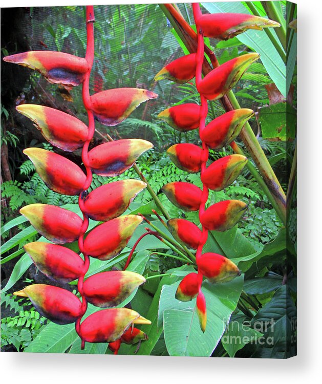 Heliconia Acrylic Print featuring the photograph Fiji Heliconia by Randall Weidner