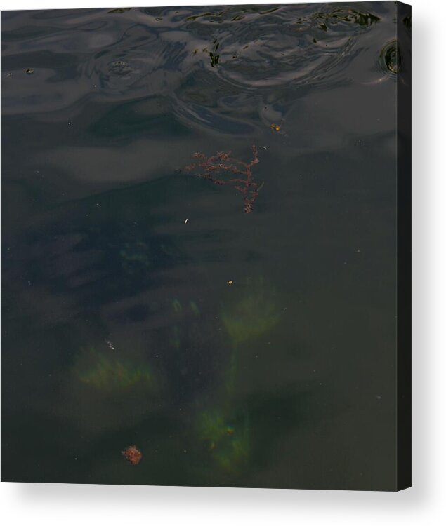 Seal Acrylic Print featuring the photograph Finr The Peaking Seal by James Cousineau