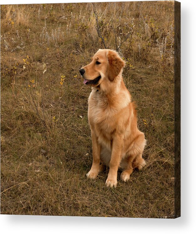Dog Acrylic Print featuring the photograph Golden Retriever Smiling by Karen Rispin