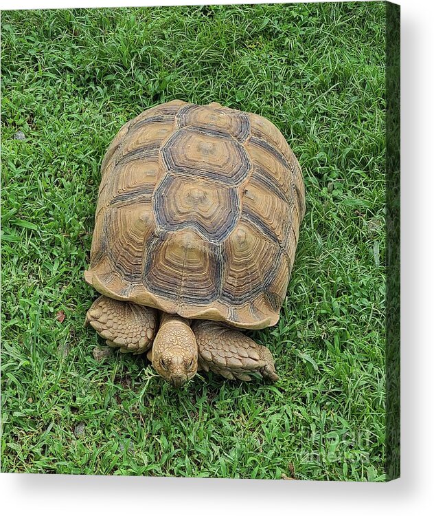 Tortoise Turtle Grass Acrylic Print featuring the photograph Grazing Tortoise by Elena Pratt