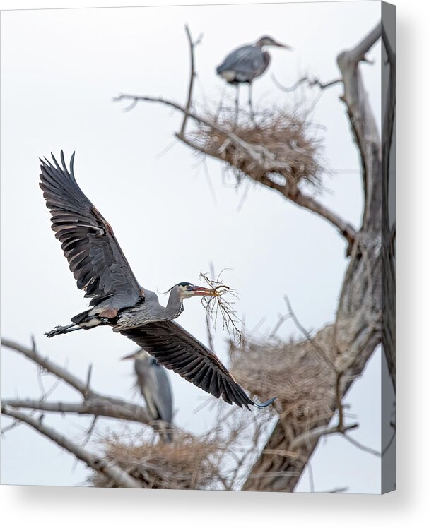Stillwater Wildlife Refuge Acrylic Print featuring the photograph Great Blue Heron 4 by Rick Mosher