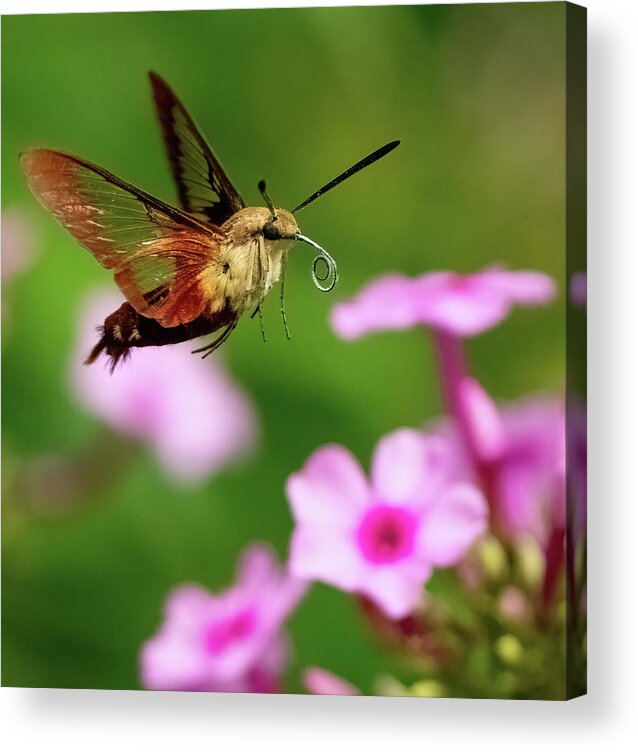 Moth Acrylic Print featuring the photograph Hummingbird Moth by William Jobes