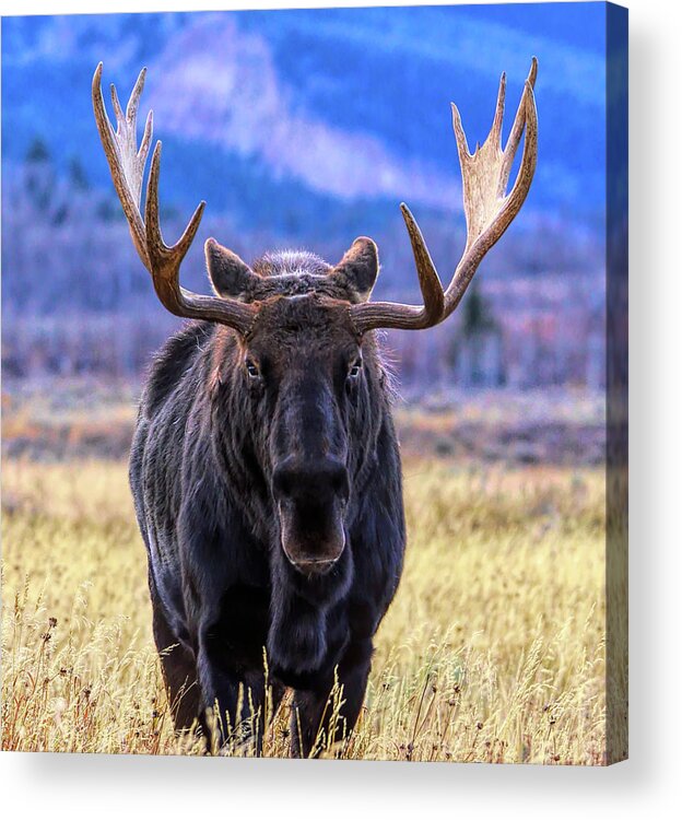 Moose Acrylic Print featuring the photograph Jackson Hole Moose by Karen Cox
