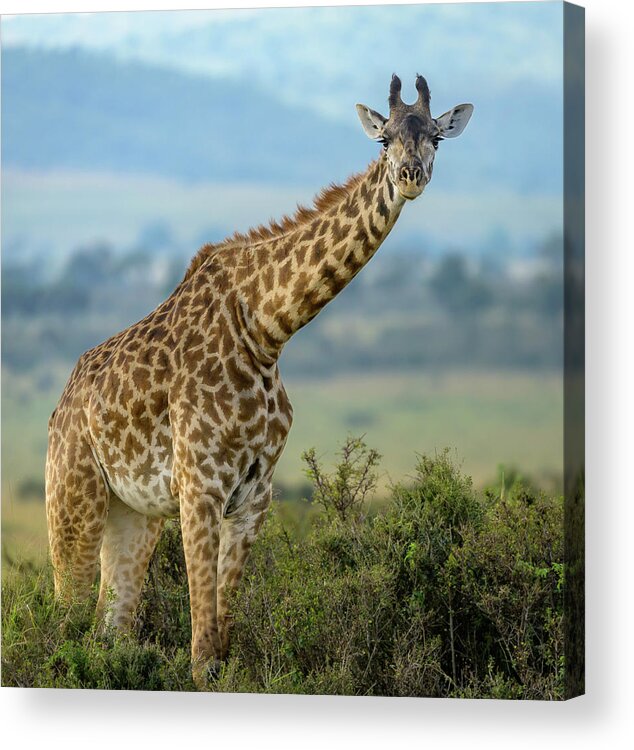 Africa Acrylic Print featuring the photograph Long Necked by Laura Hedien