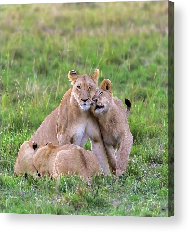 Africa Acrylic Print featuring the photograph Lovin' and Snackin' by Laura Hedien