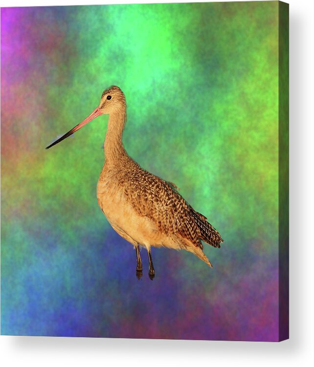 Marbled Godwit Acrylic Print featuring the photograph Marbled Godwit by Mingming Jiang