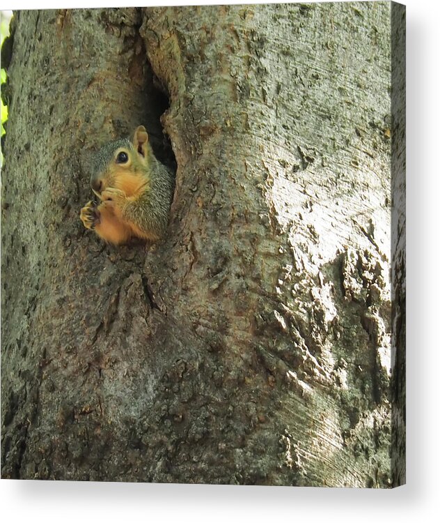 Squirrel Acrylic Print featuring the photograph Oh my Who Are You by C Winslow Shafer