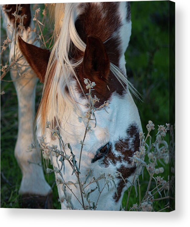 Horse Acrylic Print featuring the photograph Paint Horse Grazing In The Evening by Karen Rispin