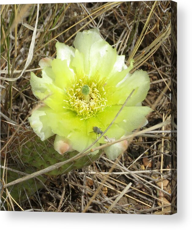 Cactus Acrylic Print featuring the photograph Plains Pricklypear Cactus by Katie Keenan
