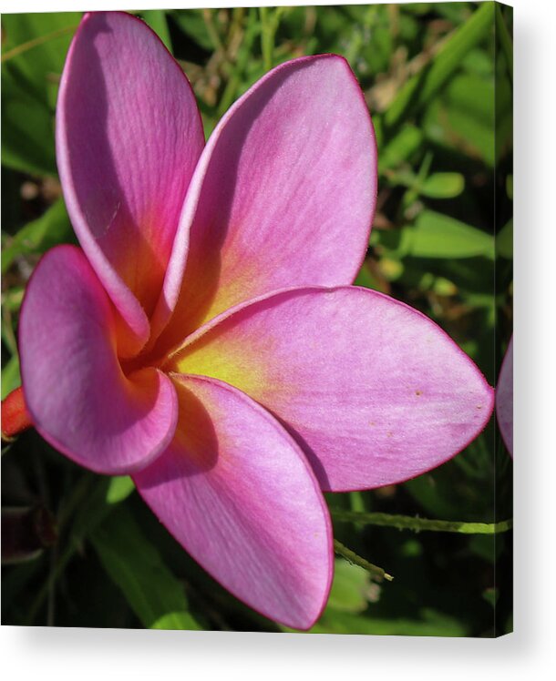 Flowers Acrylic Print featuring the pyrography Purple Plumeria by Tony Spencer