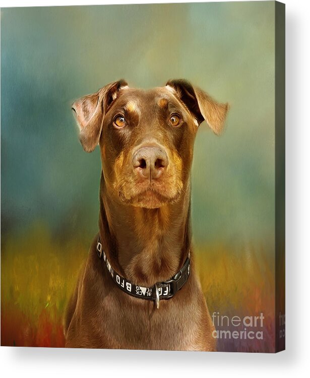 Red Doberman Acrylic Print featuring the mixed media Red Doberman by Kathy Kelly