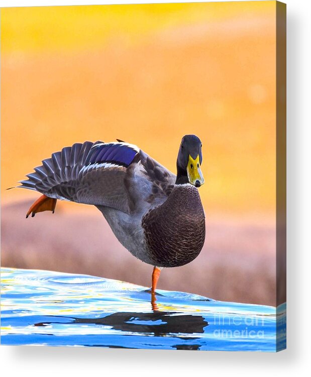 Duck Acrylic Print featuring the digital art See what I can do by Tammy Keyes