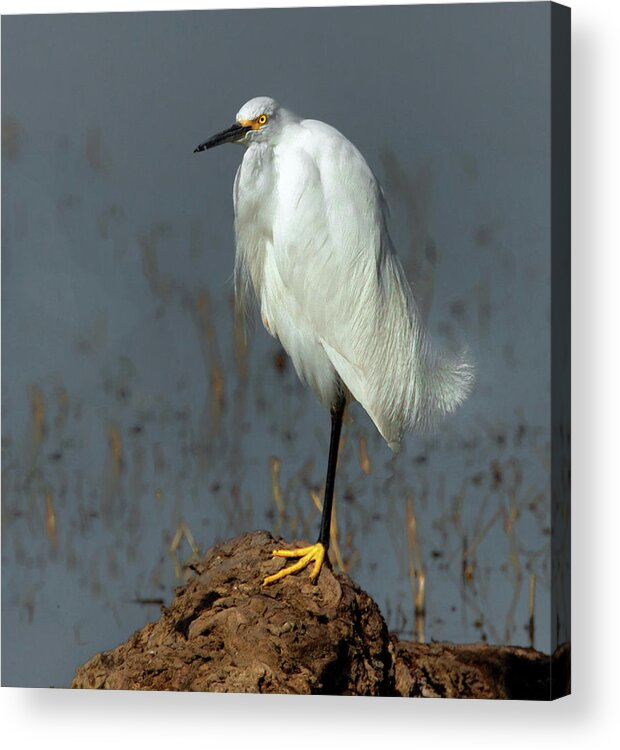 Wading Birds Acrylic Print featuring the photograph Snowy Egret by Floyd Hopper