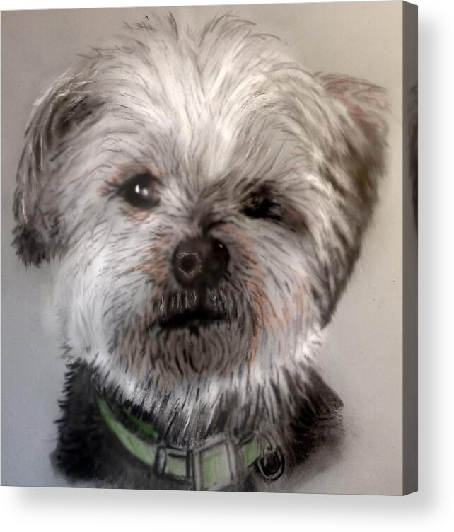 Pencil Sketch Of A Sweet Dog Acrylic Print featuring the mixed media Sweet face by Pamela Calhoun